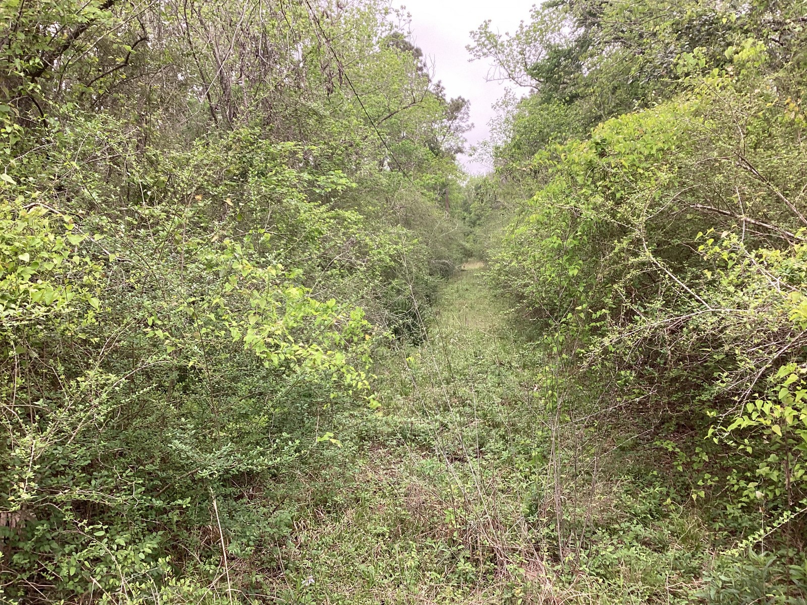 0 County Road 4876 Dayton, TX 77535 - Photo 10 of 42 a view of a yard