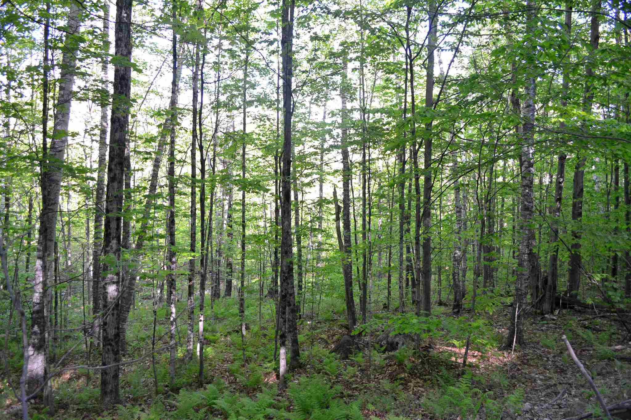 385 King Road Alexandria, NH 03222 - Photo 2 of 8