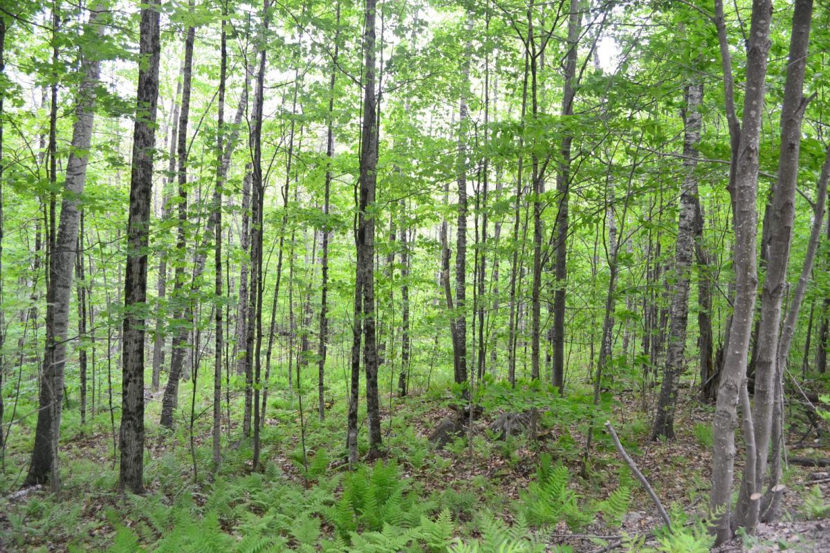 385 King Road Alexandria, NH 03222 - Photo 5 of 8