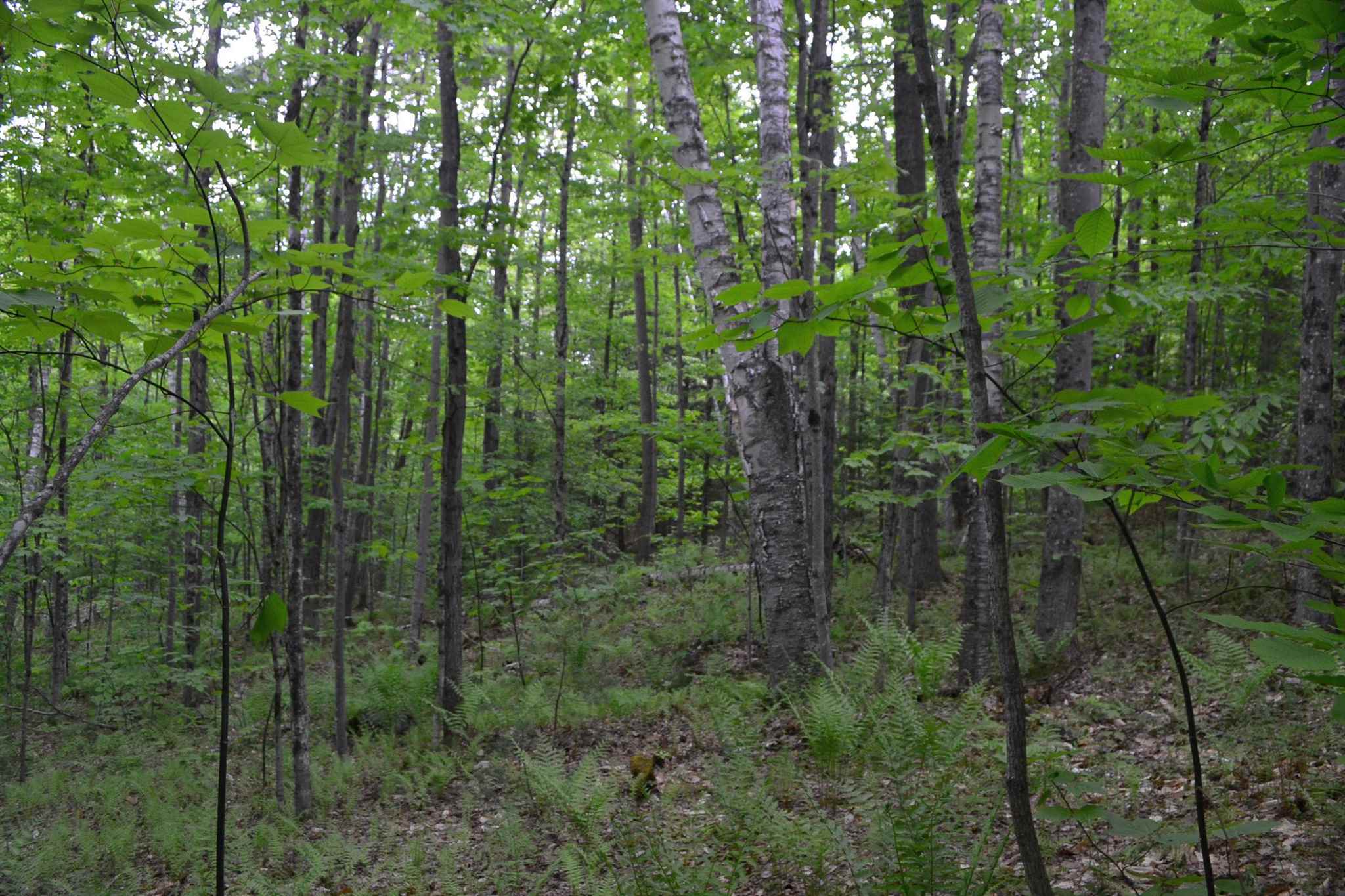 385 King Road Alexandria, NH 03222 - Photo 6 of 8