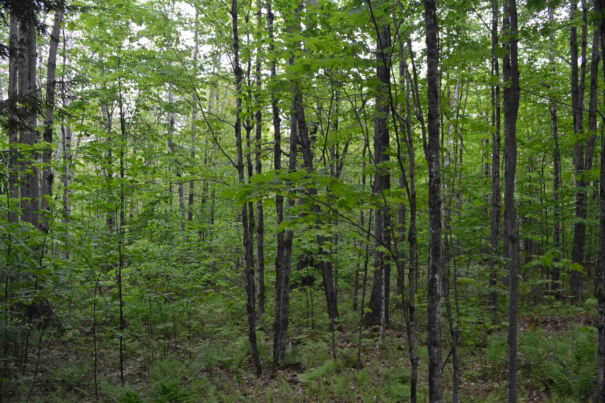 385 King Road Alexandria, NH 03222 - Photo 7 of 8