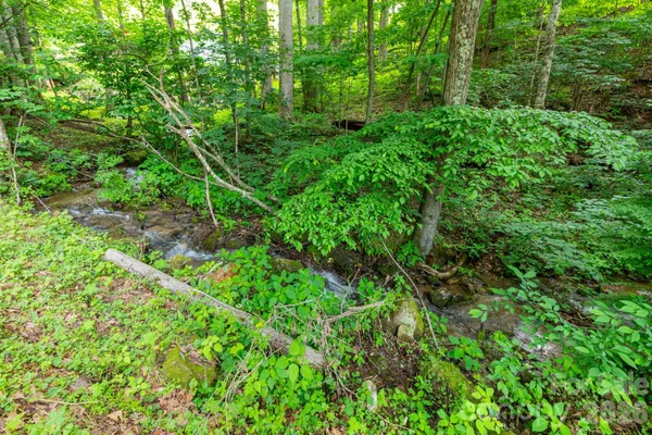 a view of a lush green forest