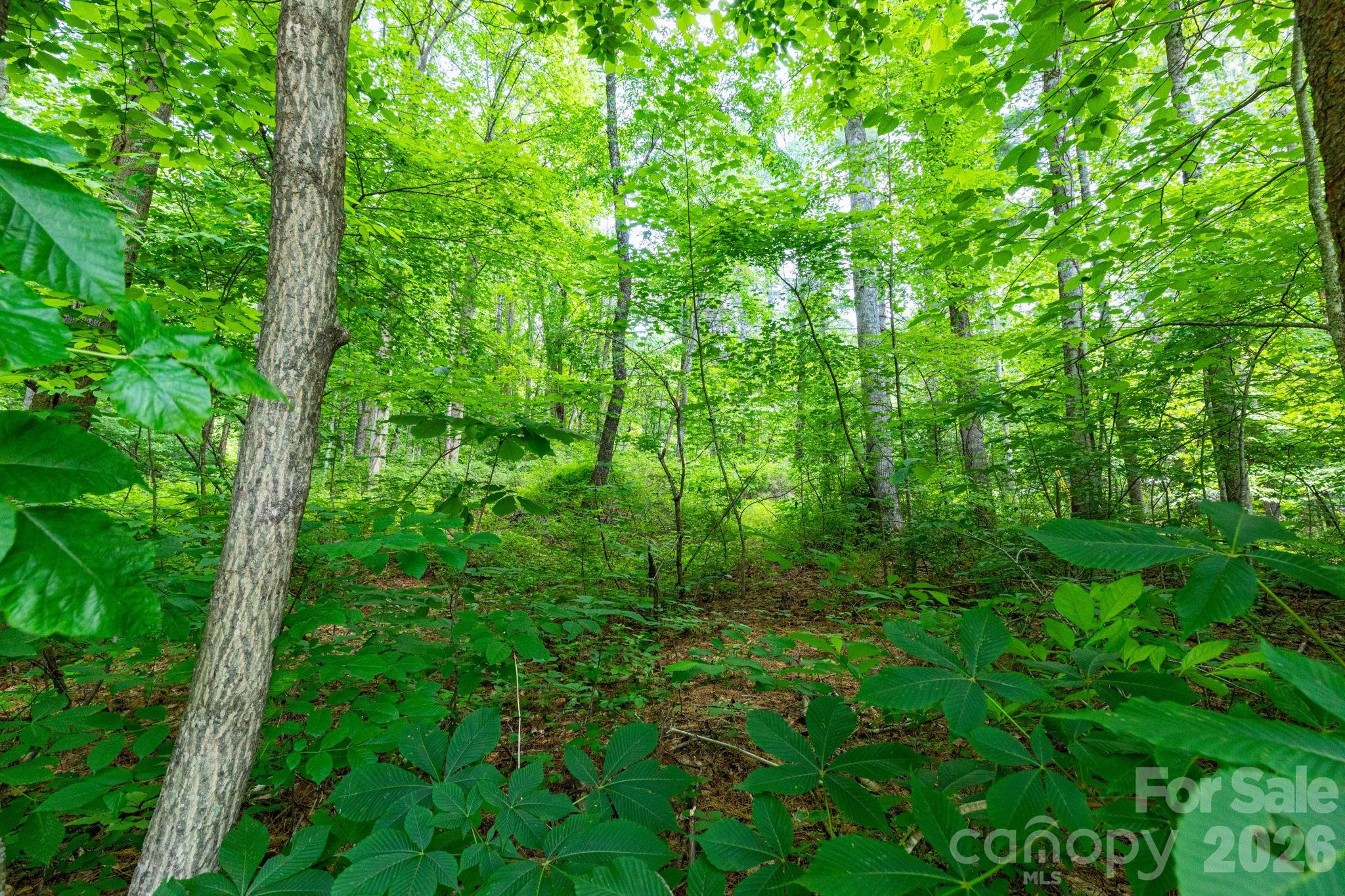 Tbd Woodfin Road Sylva, NC 28779 - Photo 9 of 21