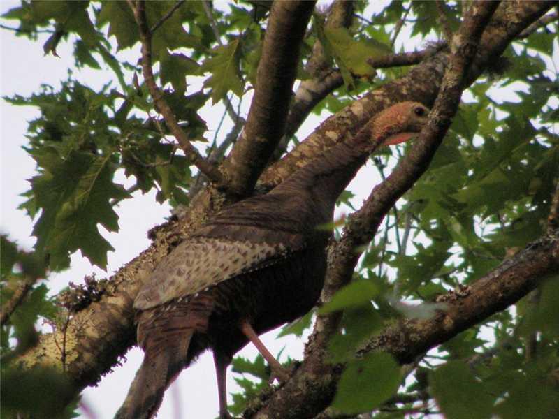 0 Crotch Road Cherryfield, ME 04622 - Photo 10 of 14 Other. Turkey getting ready to roost...