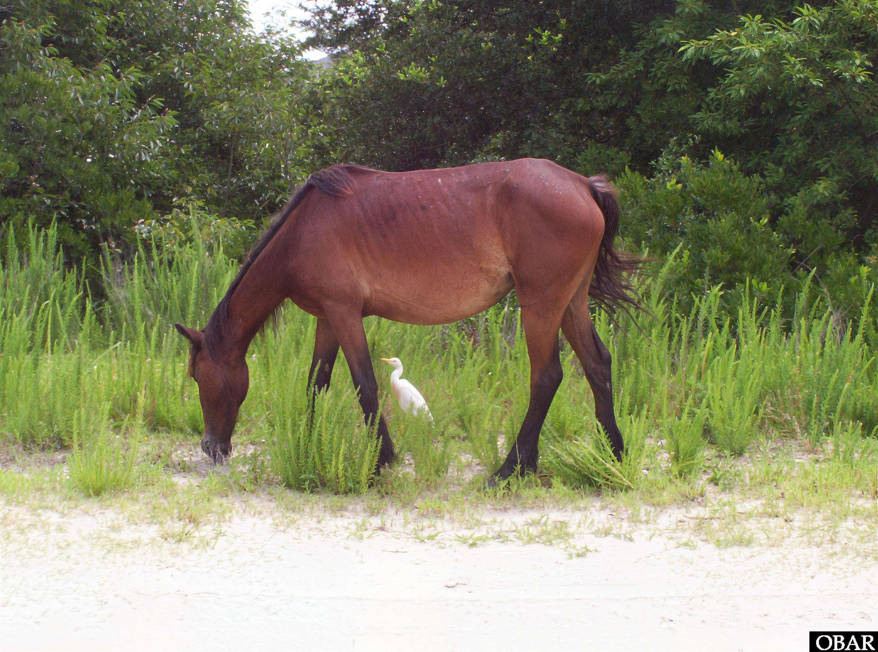 2364 Swan Island Road Corolla, NC 27927 - Photo 8 of 8