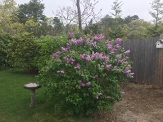 21 Samoset Road Harwich, MA 02645 - Photo 27 of 31 IMG_2657
