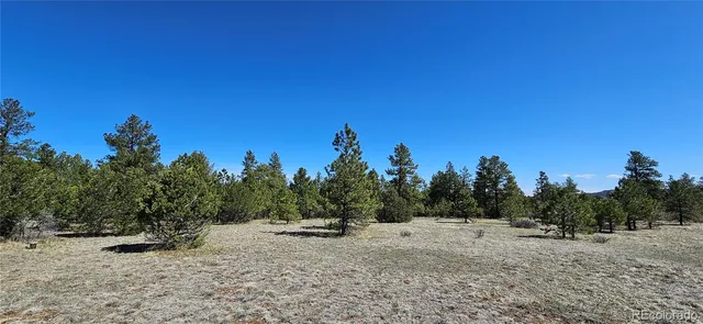 a view of a dry yard with trees in the background