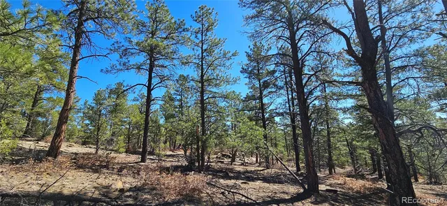a view of a forest filled with trees