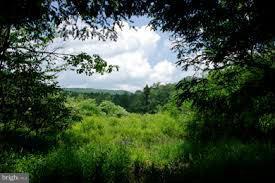 a view of a bunch of trees