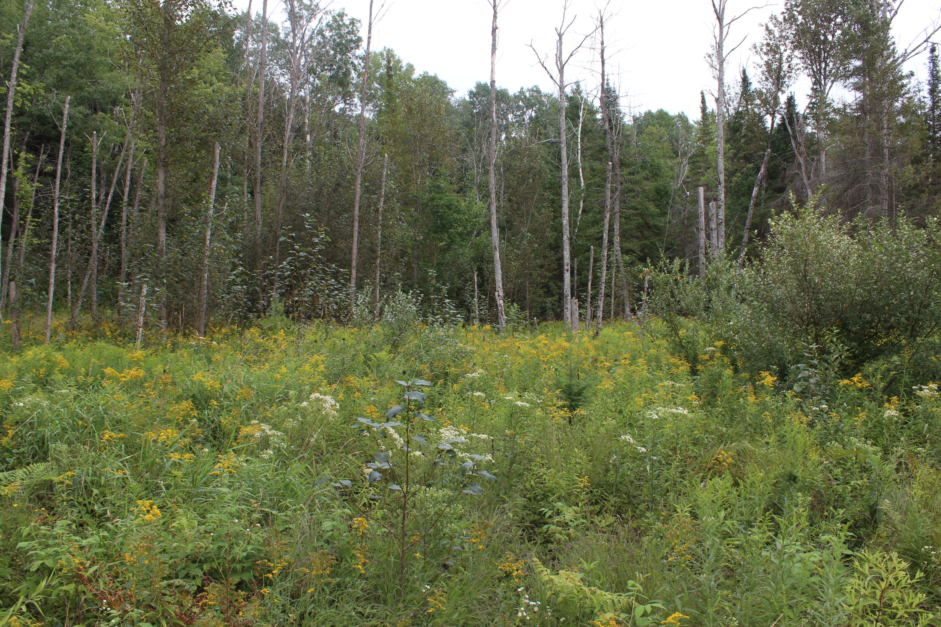 1630 Sanborn Road Mikado, MI 48745 - Photo 25 of 71 Gallery Image 25