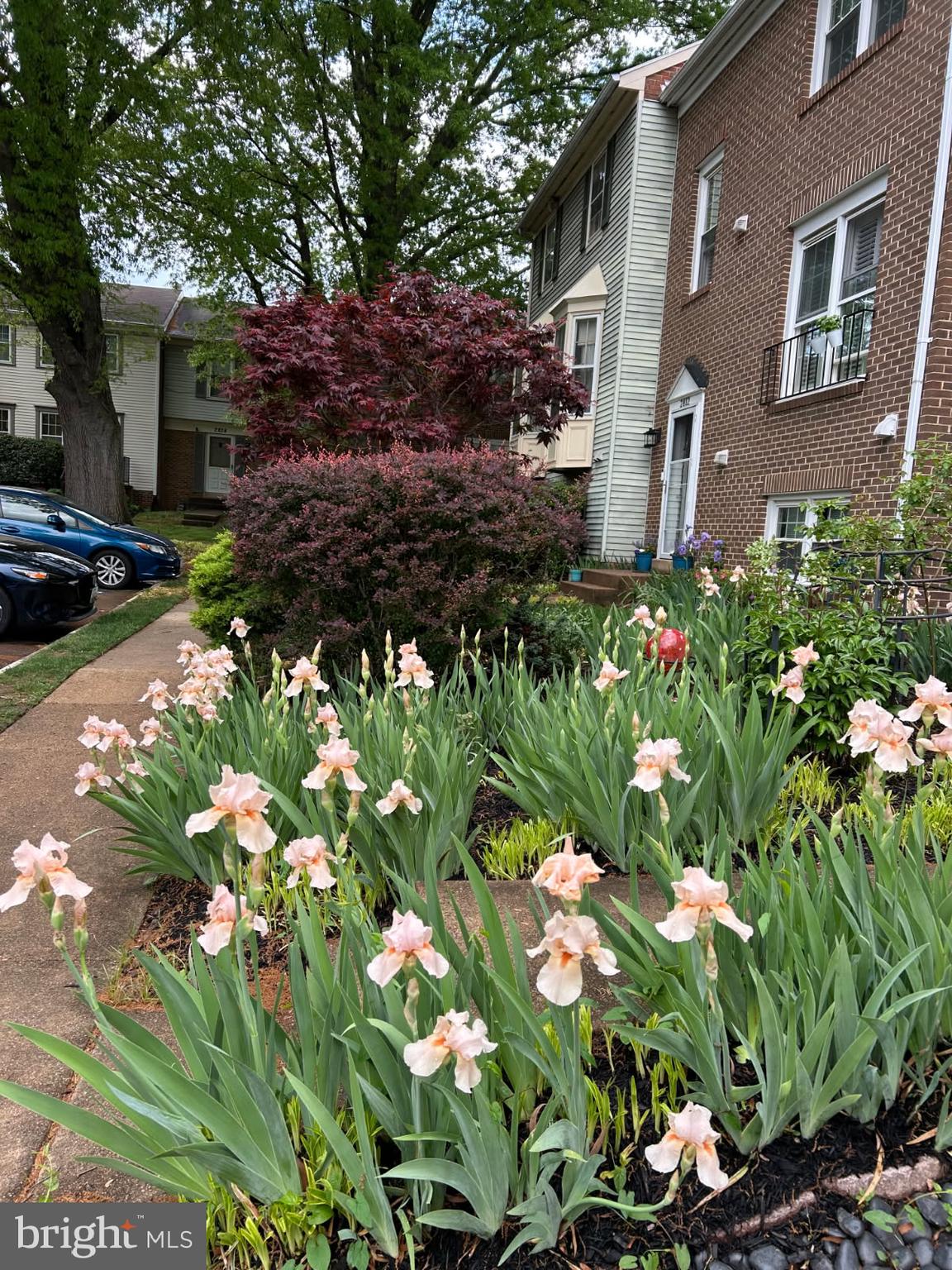2810 Andiron Lane Vienna, VA 22180 - Photo 36 of 37 a flower plants in front of a house