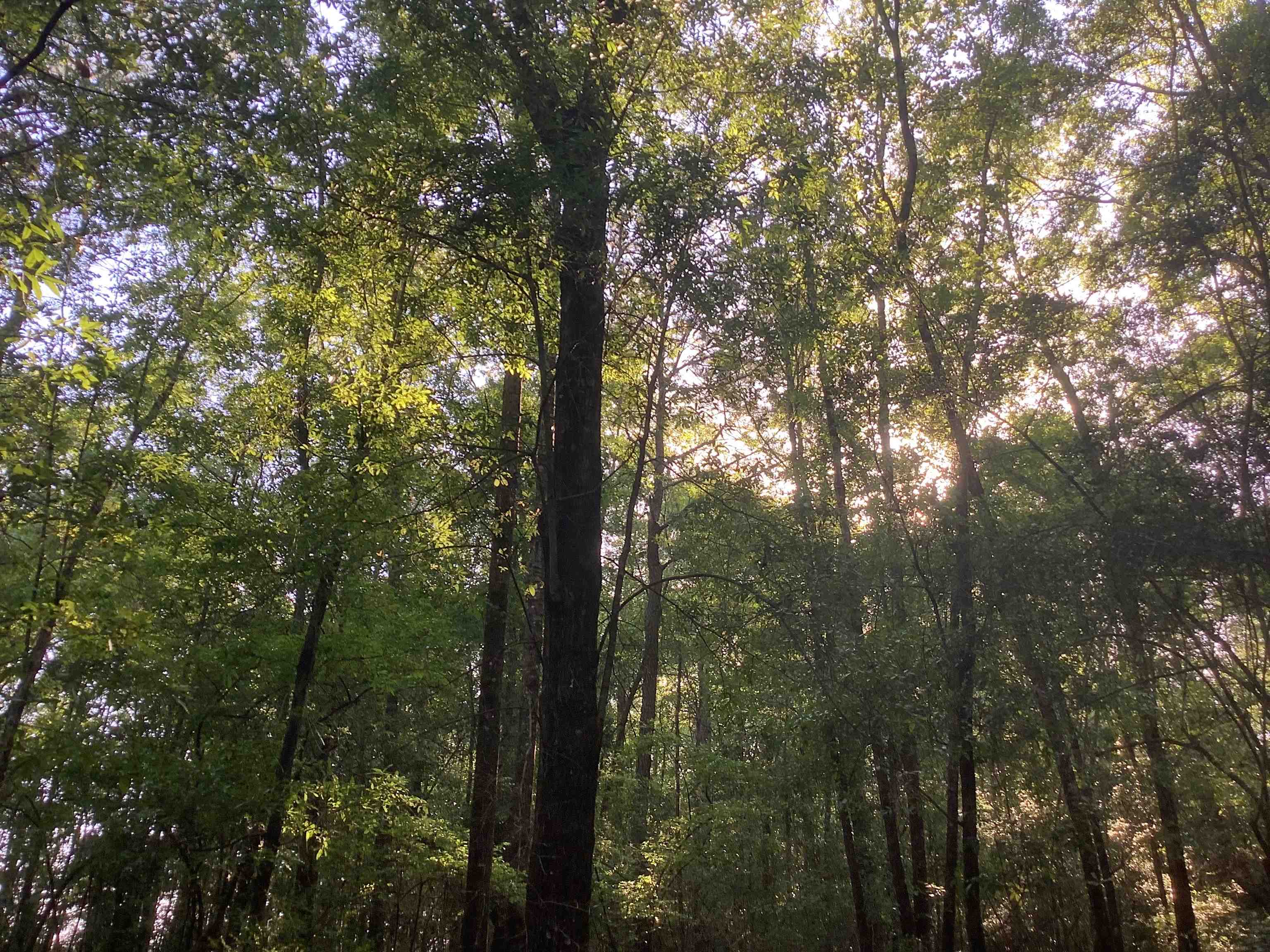 20969 Linzy Road Andalusia, AL 36421 - Photo 26 of 44 Gallery Image 26