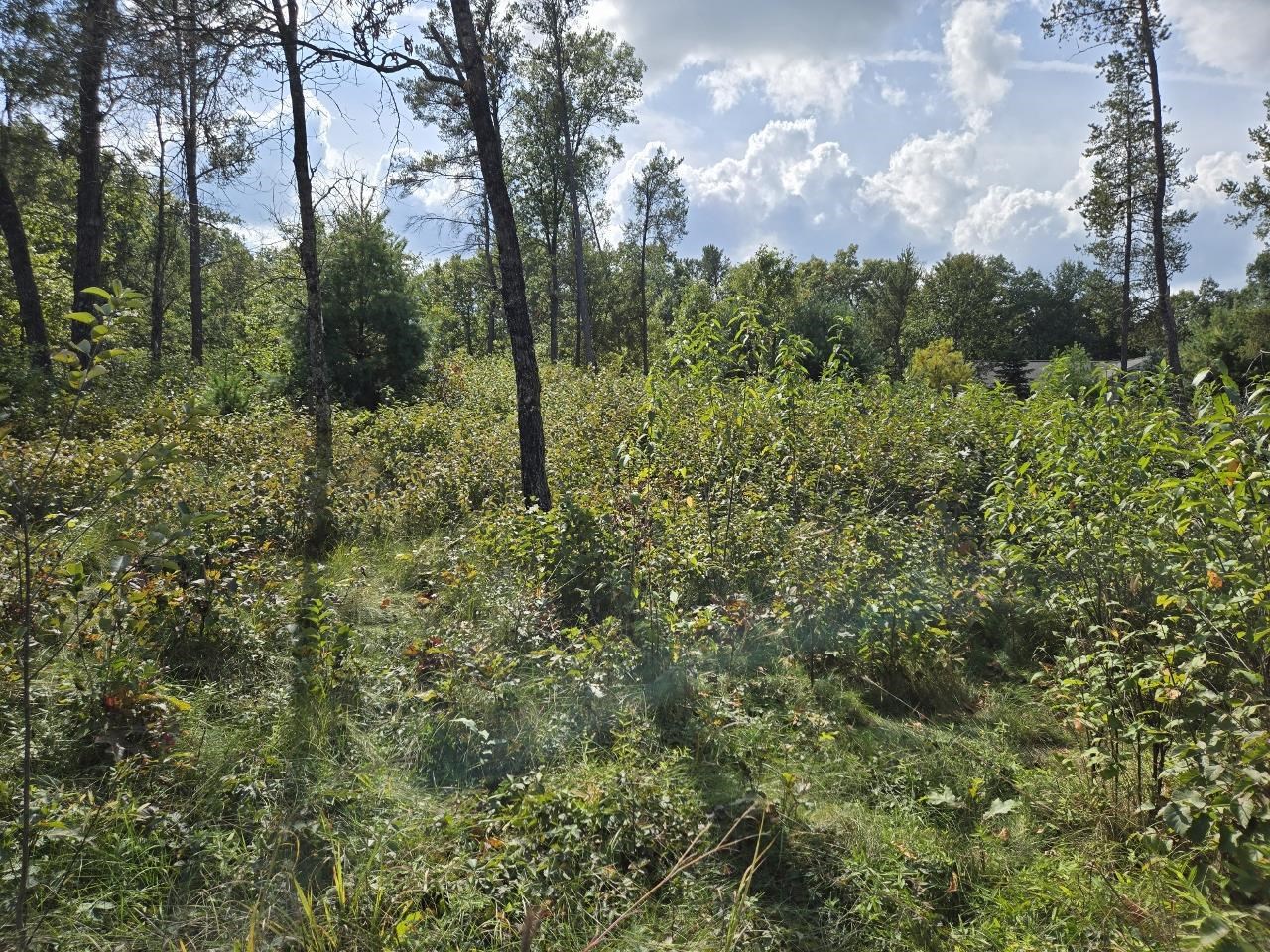 491 St Andrew Trail Nekoosa, WI 54457 - Photo 12 of 19