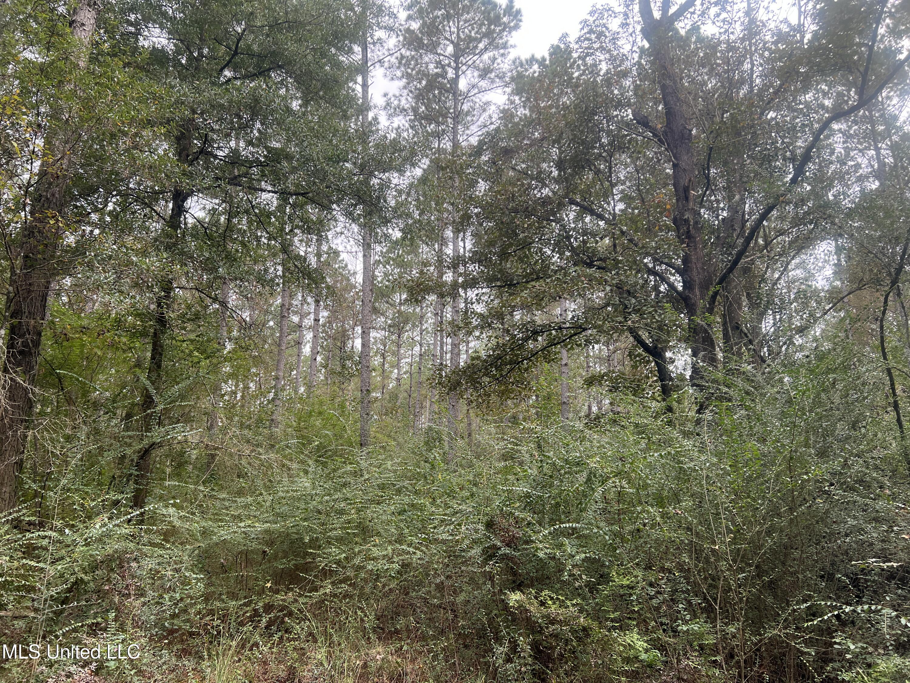 Enon Sartinville Road Jayess, MS 39641 - Photo 12 of 18 12.