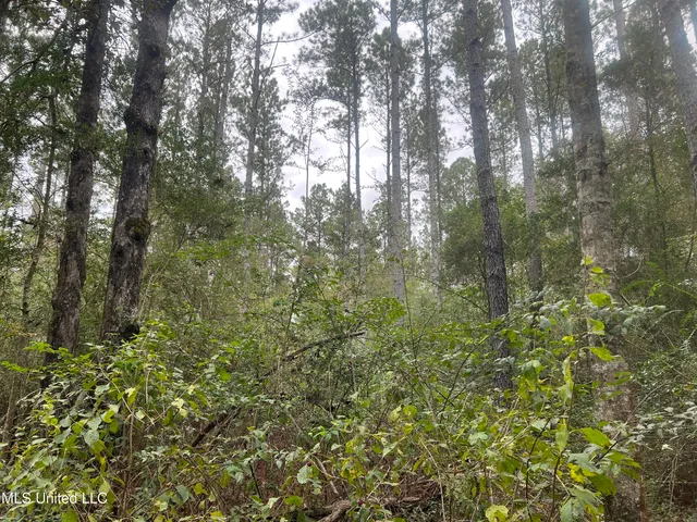 $294,000 | Enon Sartinville Road, Jayess, MS 39641