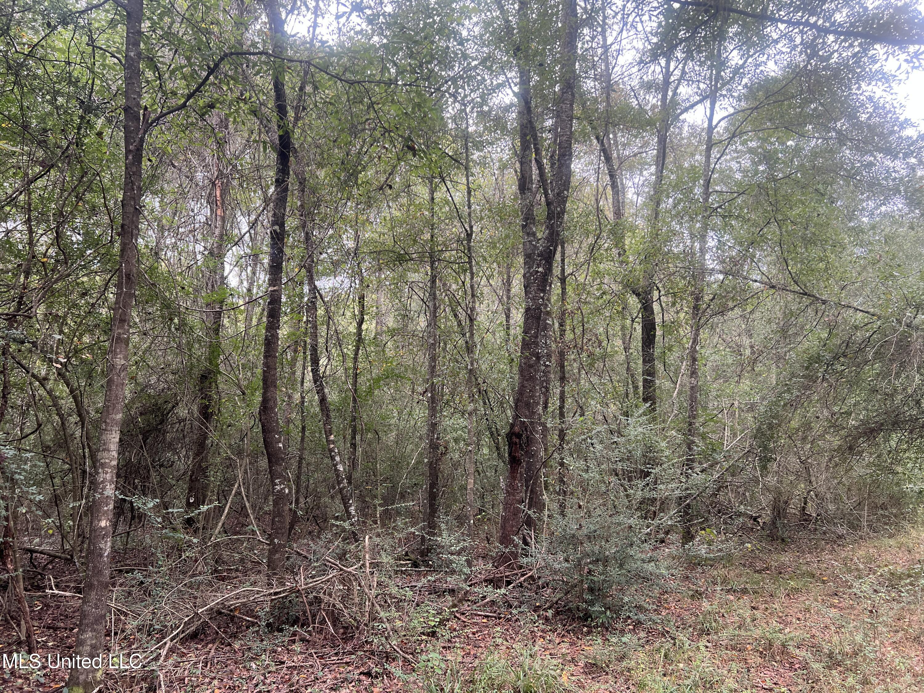 Enon Sartinville Road Jayess, MS 39641 - Photo 6 of 18 6.