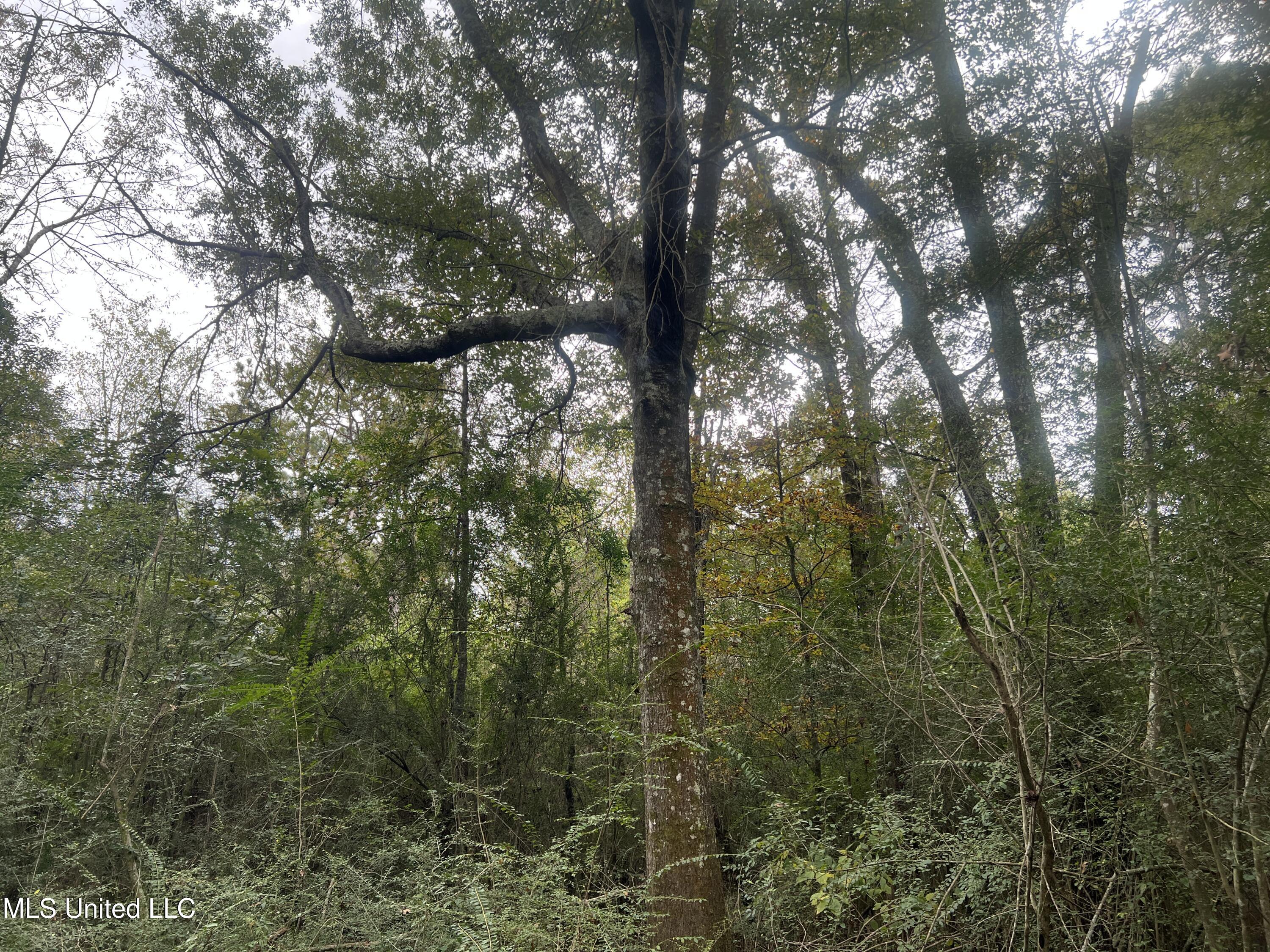 Enon Sartinville Road Jayess, MS 39641 - Photo 7 of 18 7.