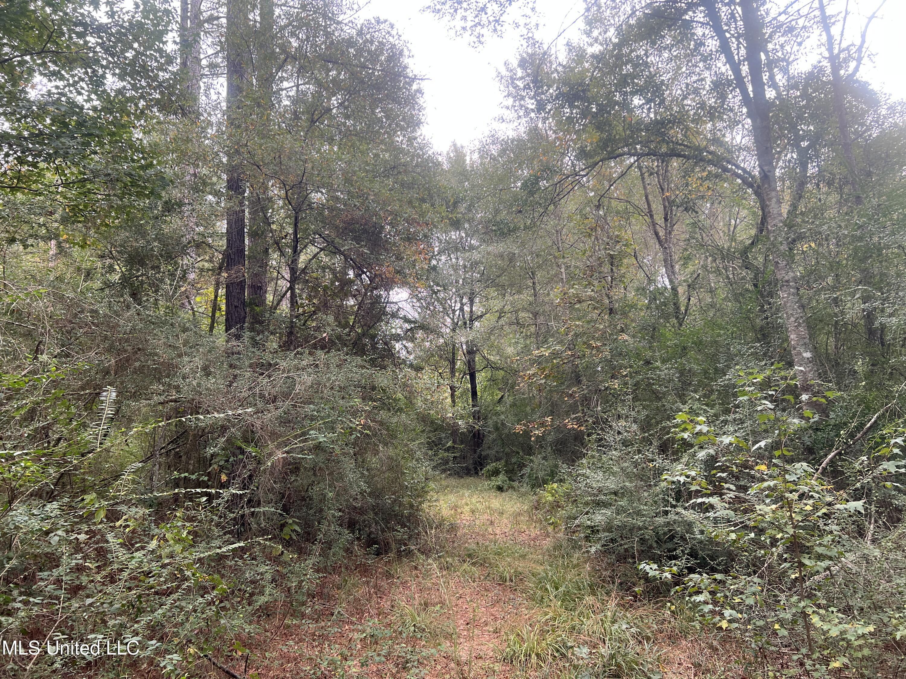 Enon Sartinville Road Jayess, MS 39641 - Photo 8 of 18 8.