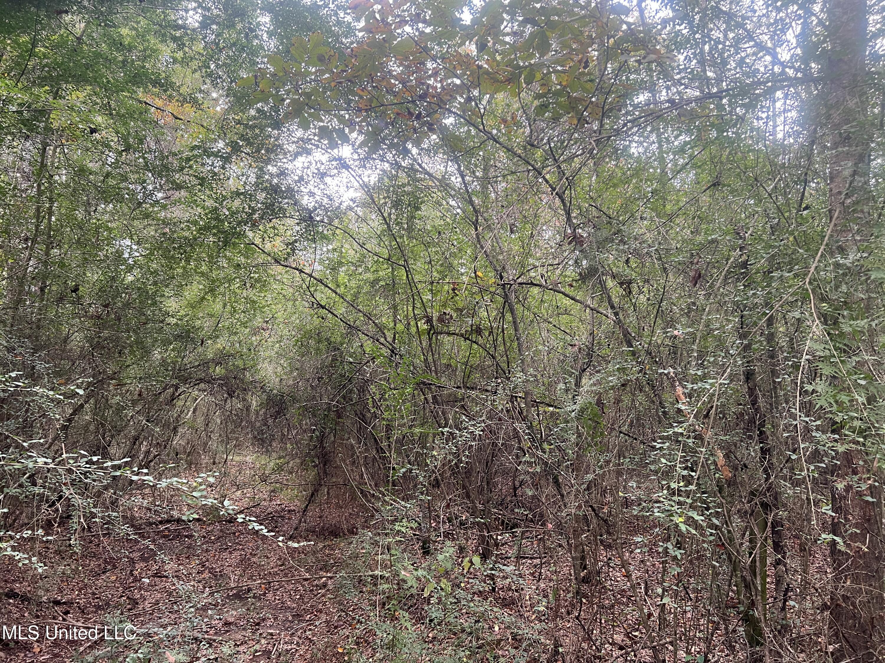 Enon Sartinville Road Jayess, MS 39641 - Photo 9 of 18 9.