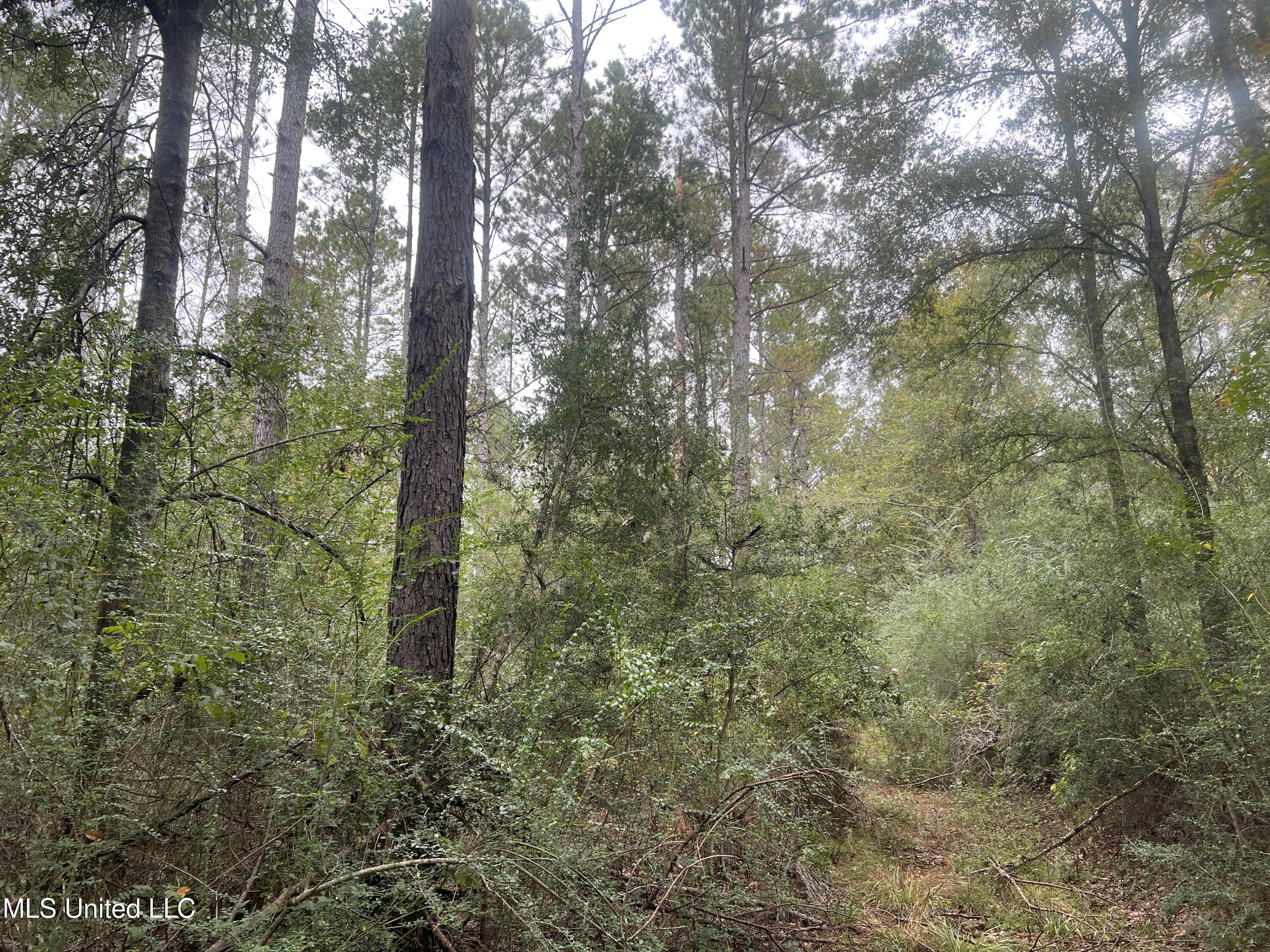 Enon Sartinville Road Jayess, MS 39641 - Photo 10 of 18 10.