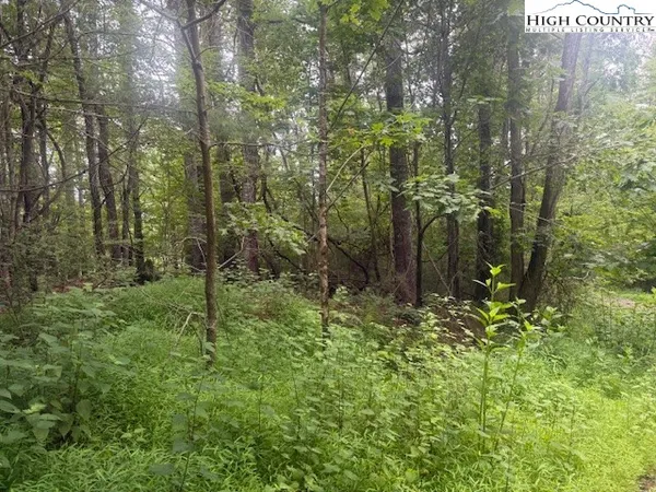 a view of a forest