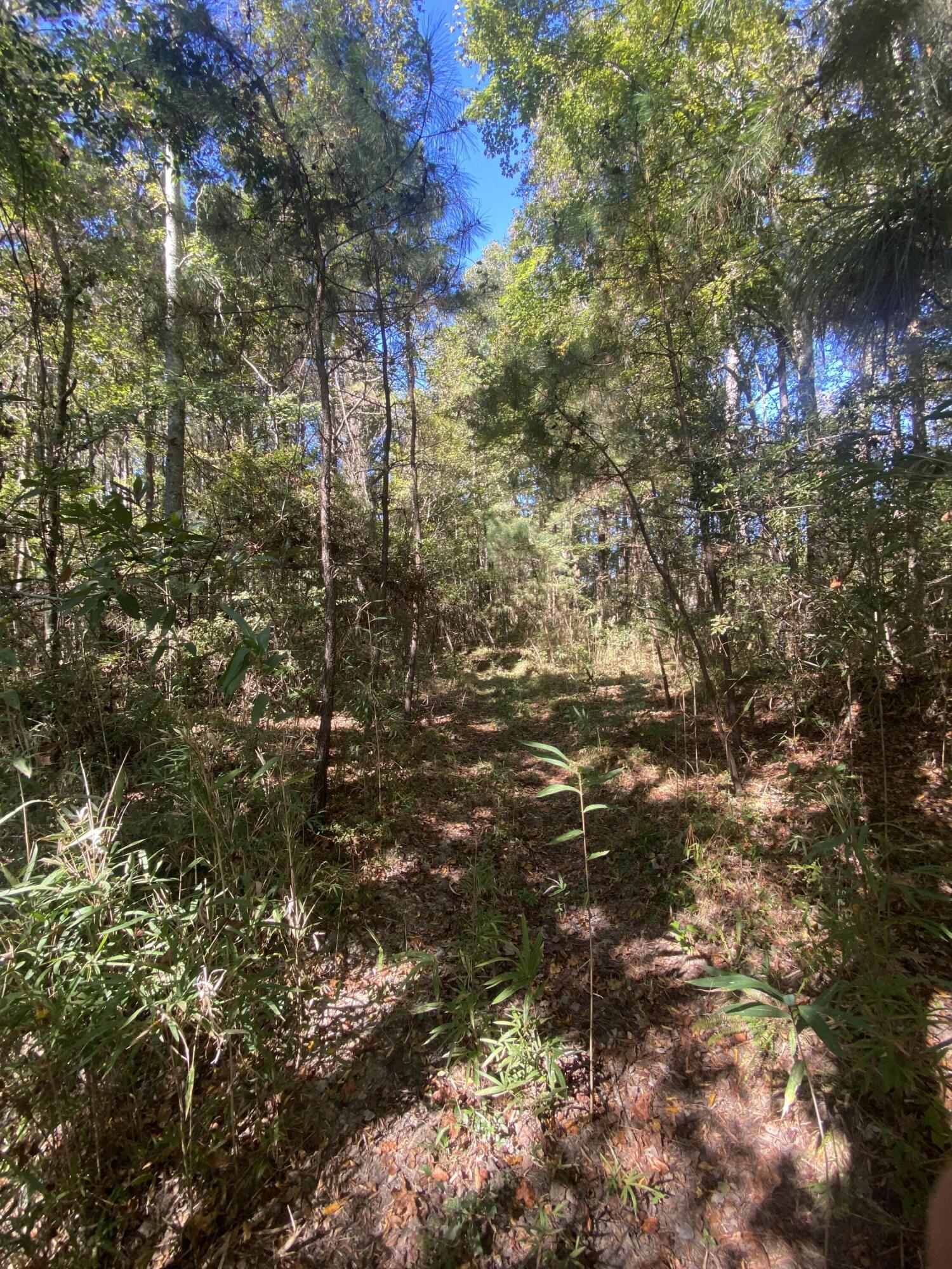 259 Interstate View Drive Ridgeville, SC 29472 - Photo 2 of 3 IMG_2320