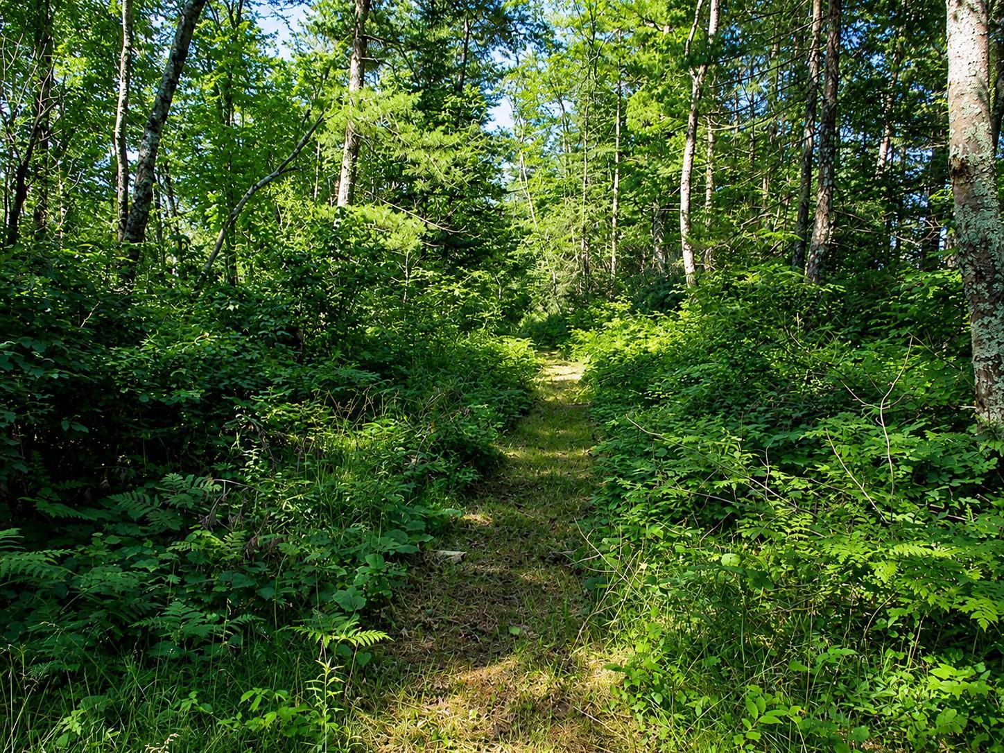 Lot 1 State Road Couderay, WI 54828 - Photo 3 of 5