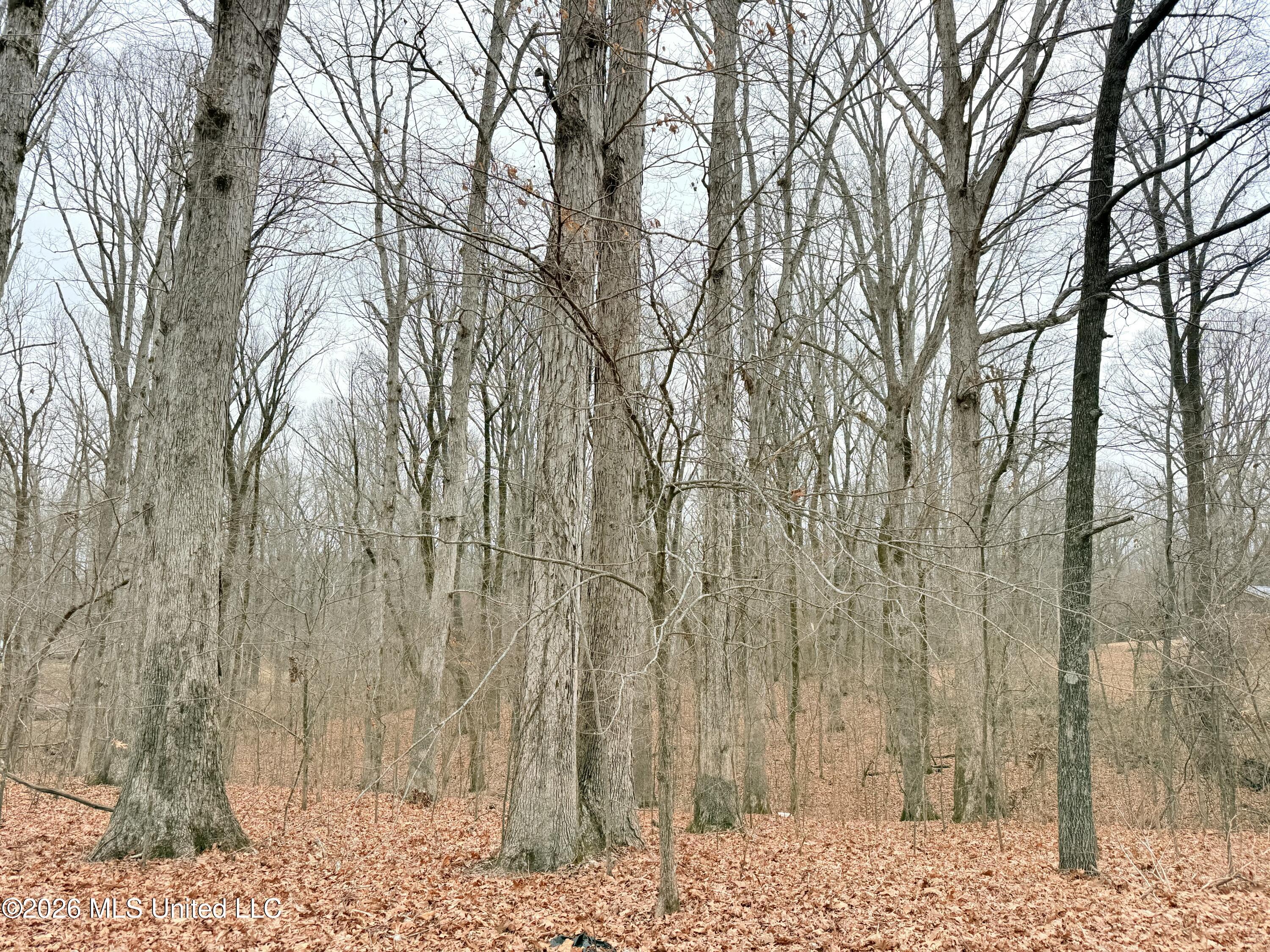 Pioneer Village Road Senatobia, MS 38668 - Photo 2 of 7 IMG_3748