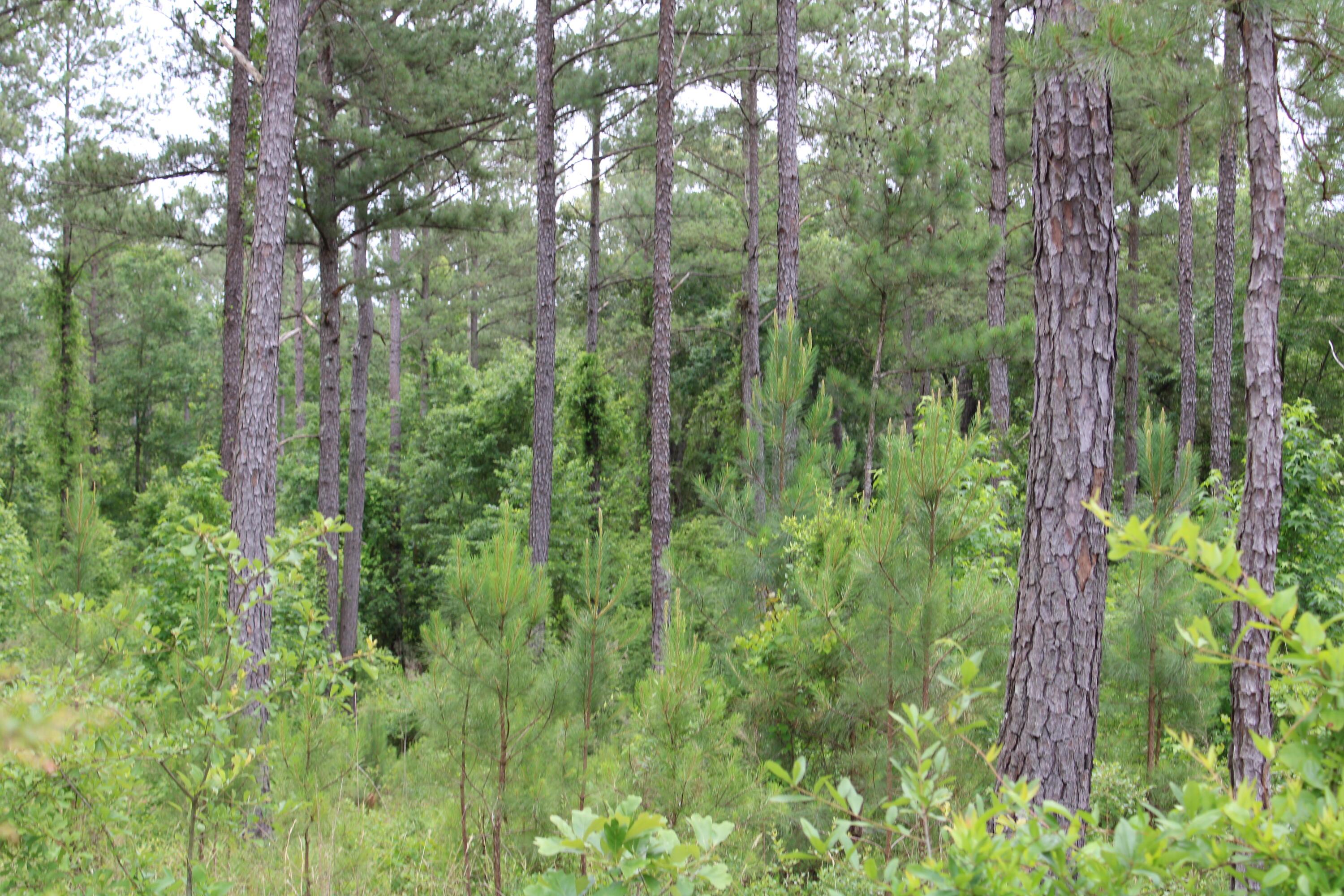 1 New Holland Road Aiken, SC 29805 - Photo 4 of 6
