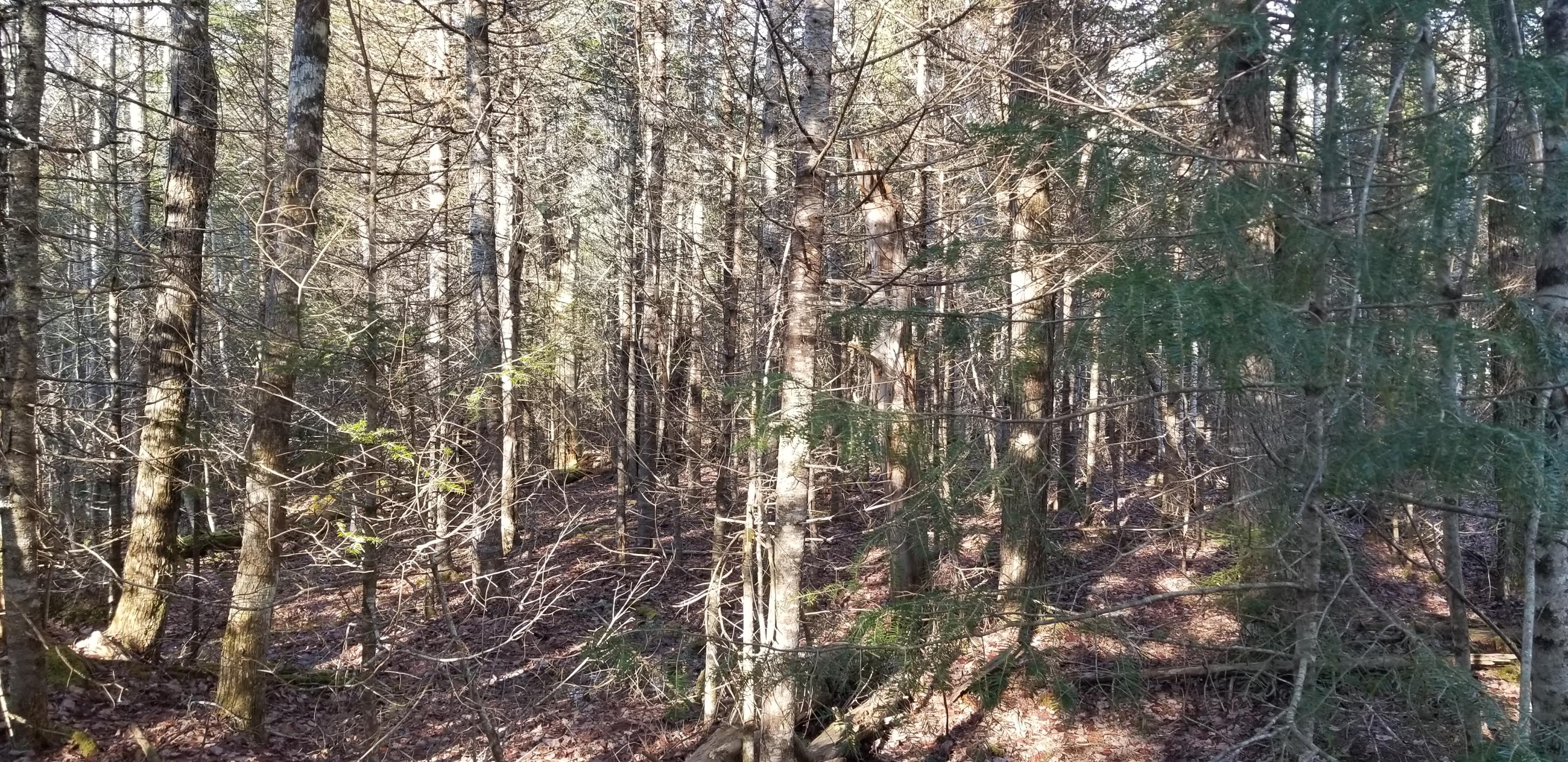 Tbd Georges Pond Road Franklin, ME 04634 - Photo 18 of 24 20191123_094152