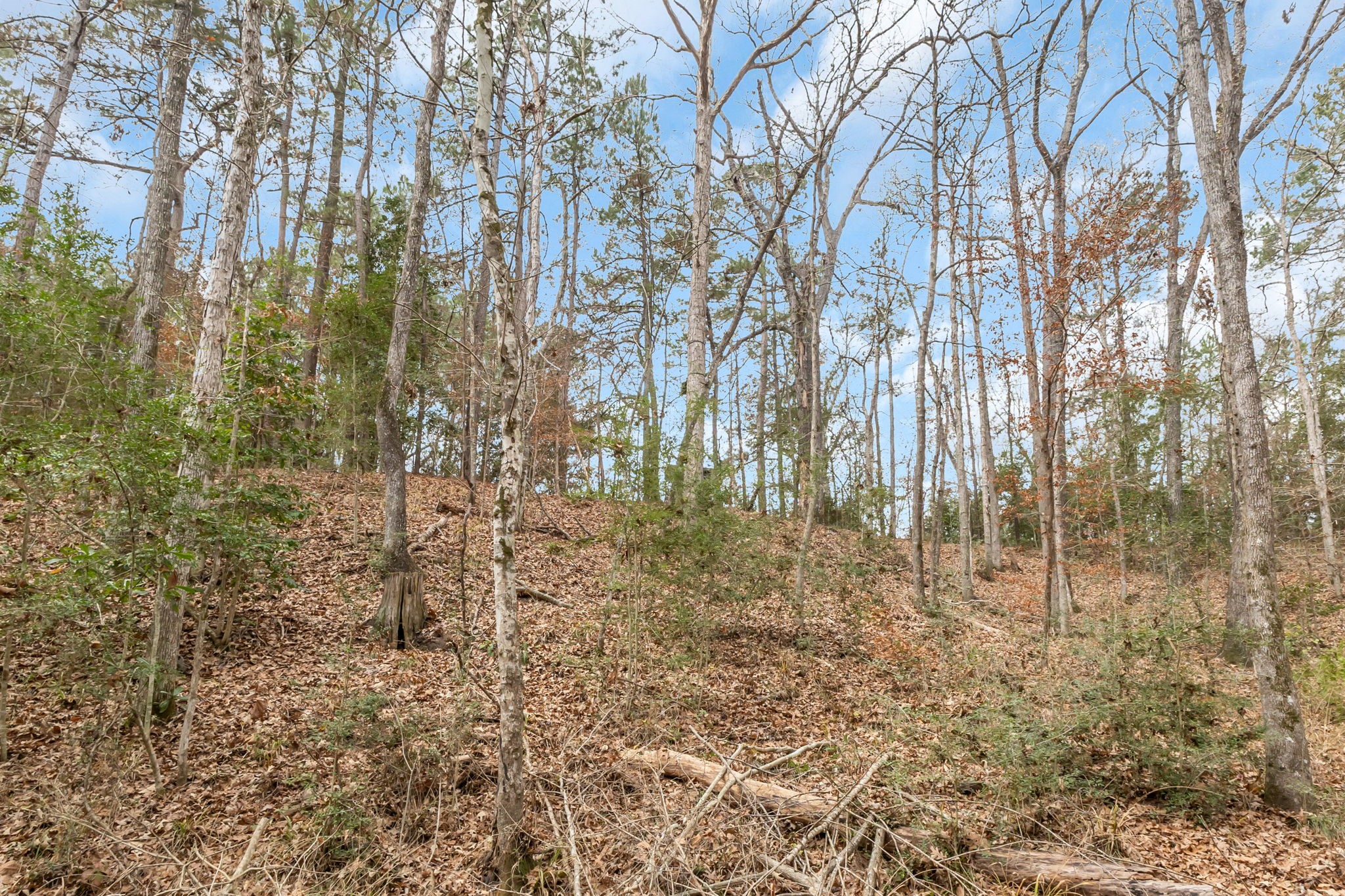 12498 Highway 69 Colmesneil, TX 75938 - Photo 36 of 50 a view of forest