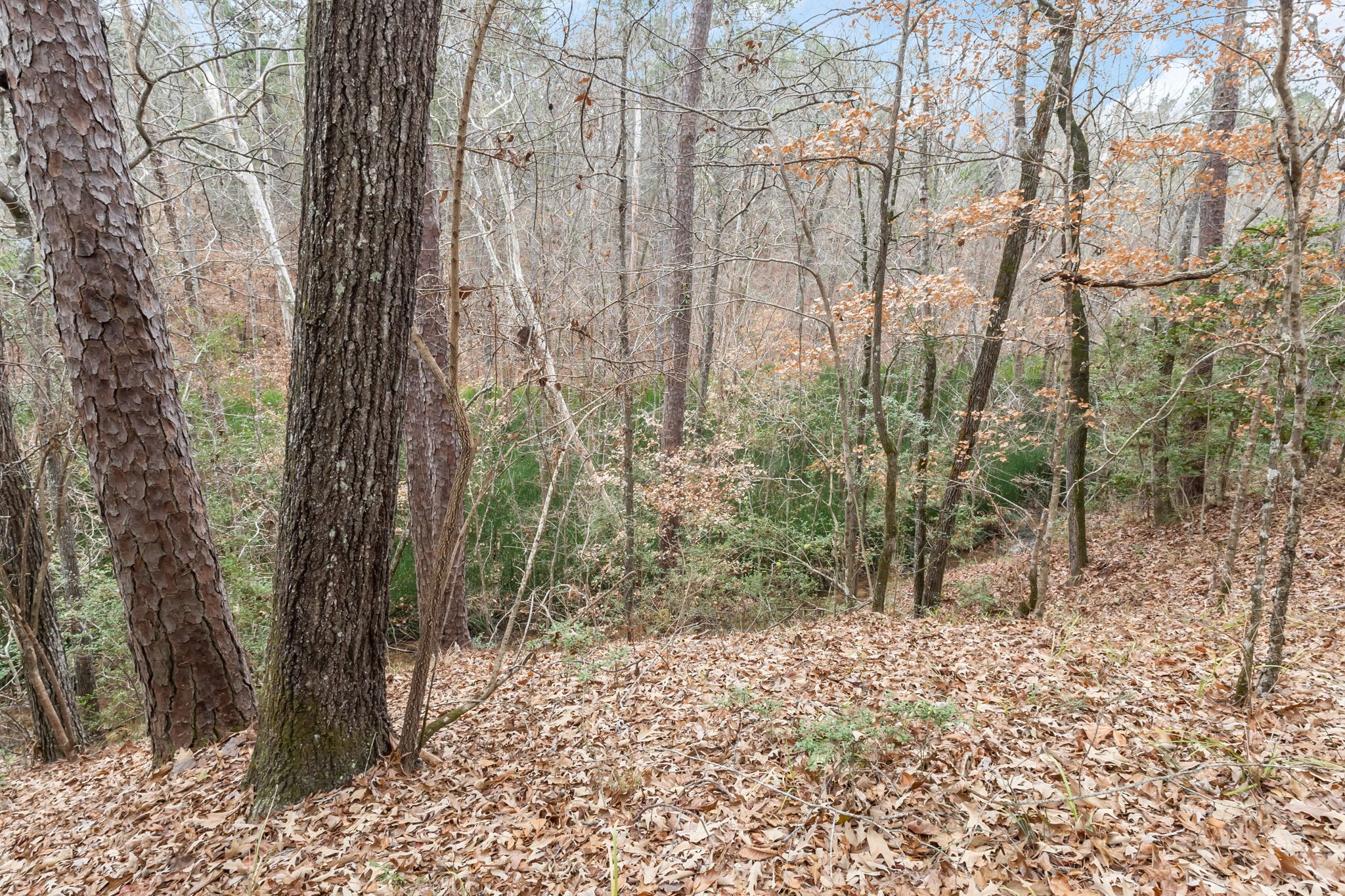 12498 Highway 69 Colmesneil, TX 75938 - Photo 37 of 50 a backyard of a house with lots of green space