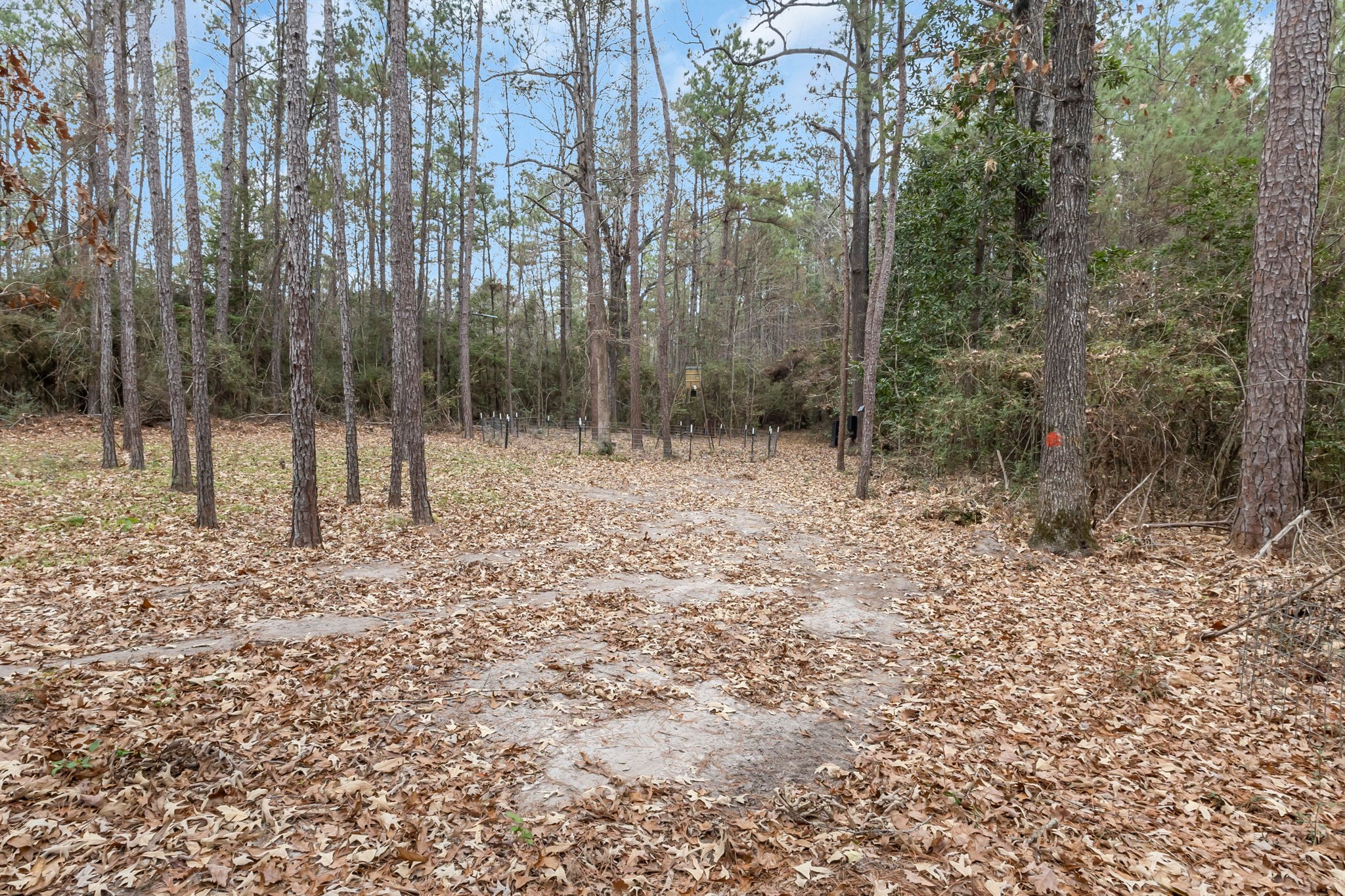 12498 Highway 69 Colmesneil, TX 75938 - Photo 38 of 50 a backyard of a house with lots of green space