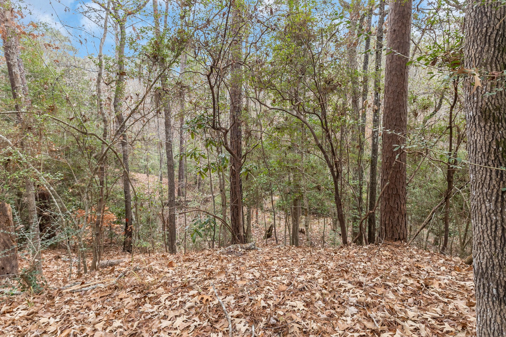 12498 Highway 69 Colmesneil, TX 75938 - Photo 40 of 50 a view of a road with trees