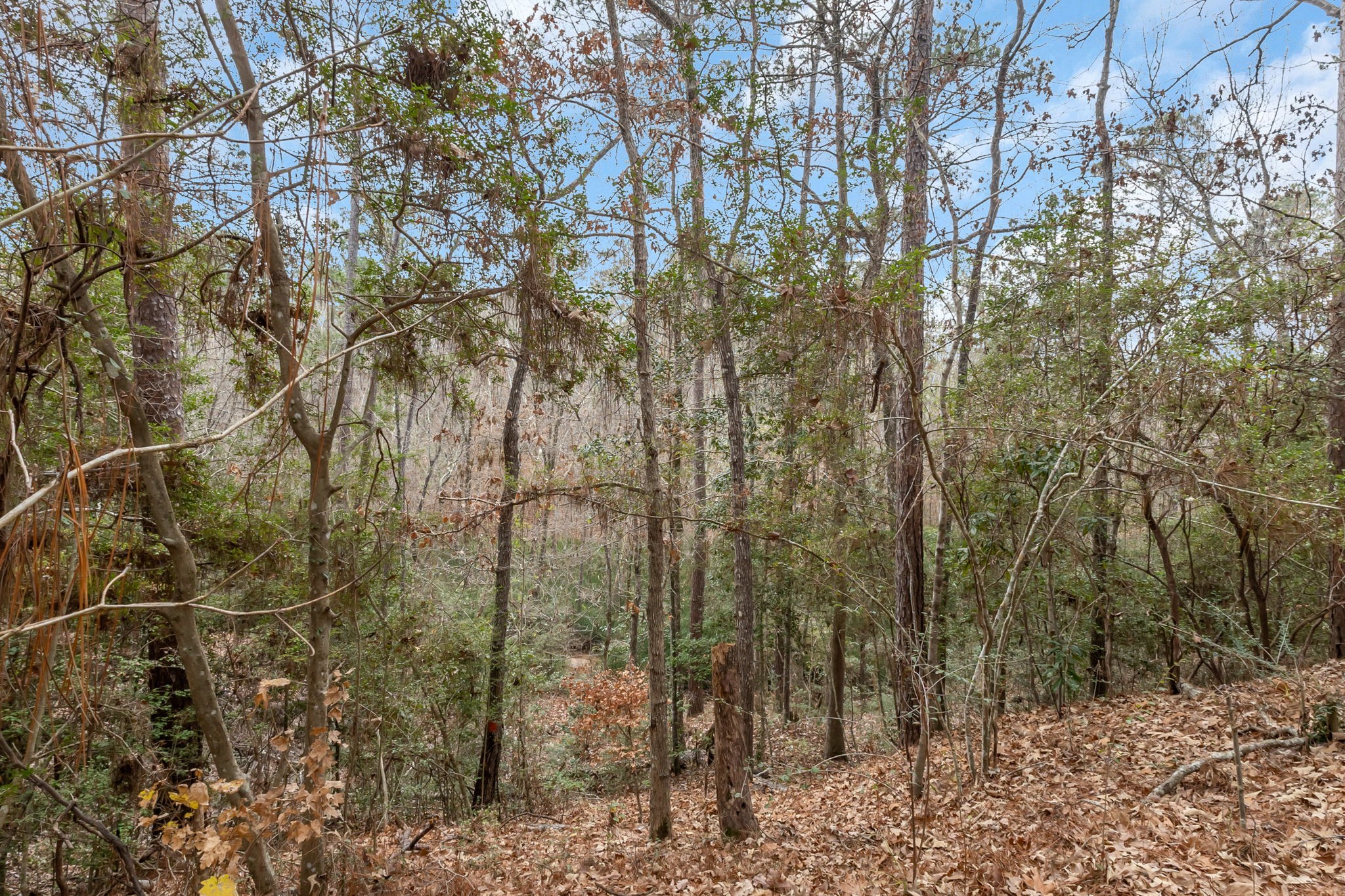 12498 Highway 69 Colmesneil, TX 75938 - Photo 41 of 50 a view of a forest