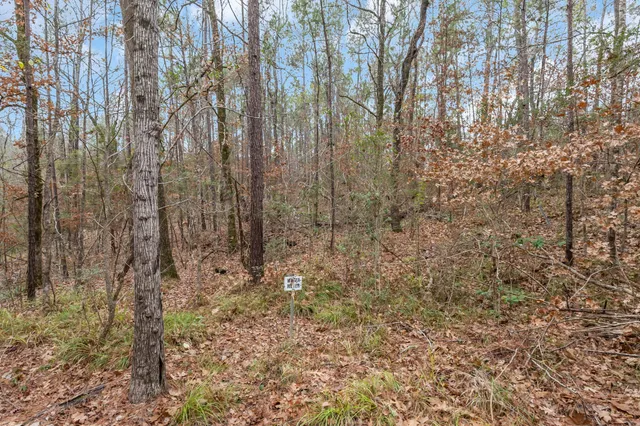 a view of a backyard with large trees