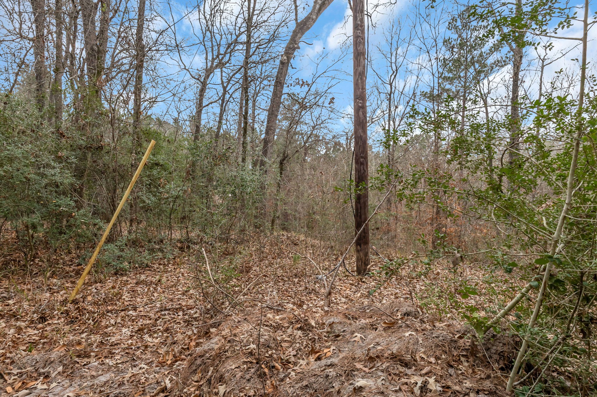12498 Highway 69 Colmesneil, TX 75938 - Photo 43 of 50 a view of a forest