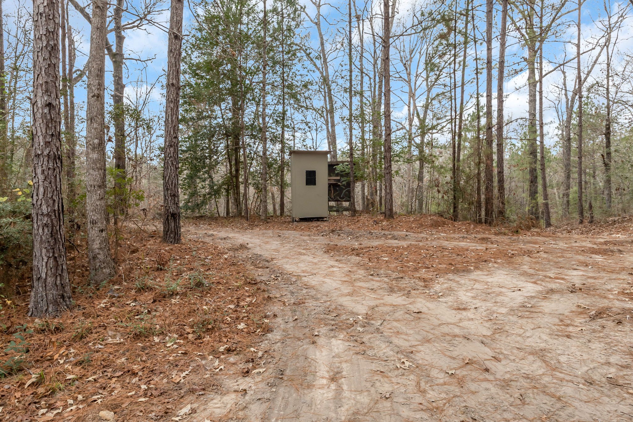 12498 Highway 69 Colmesneil, TX 75938 - Photo 44 of 50 a view of a backyard with large trees