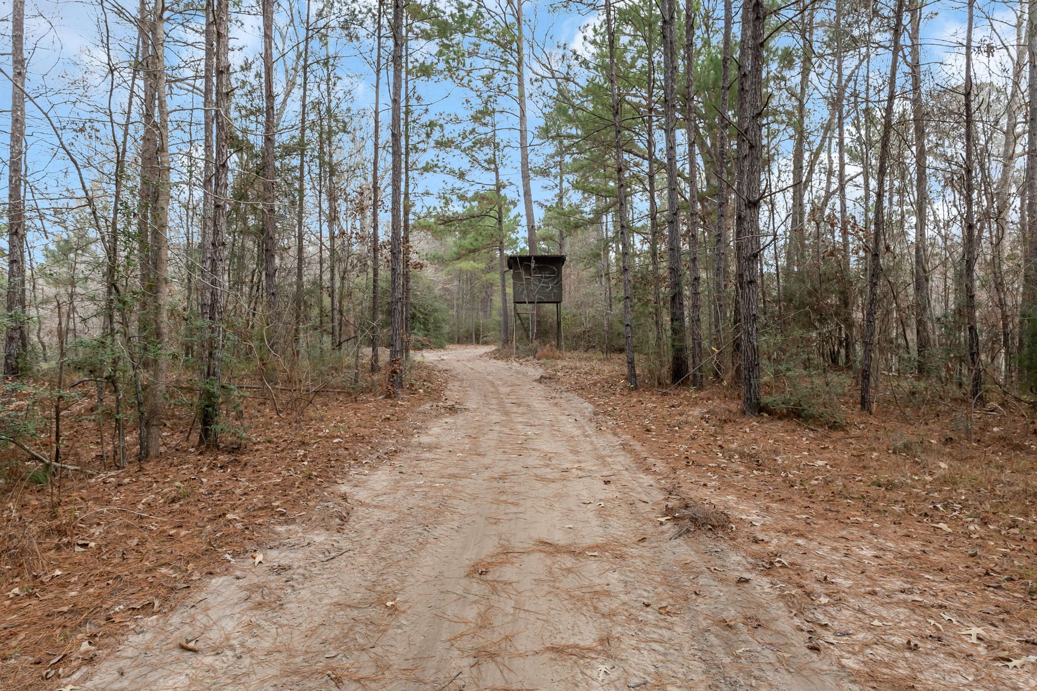 12498 Highway 69 Colmesneil, TX 75938 - Photo 45 of 50 a view of a forest with trees in the background