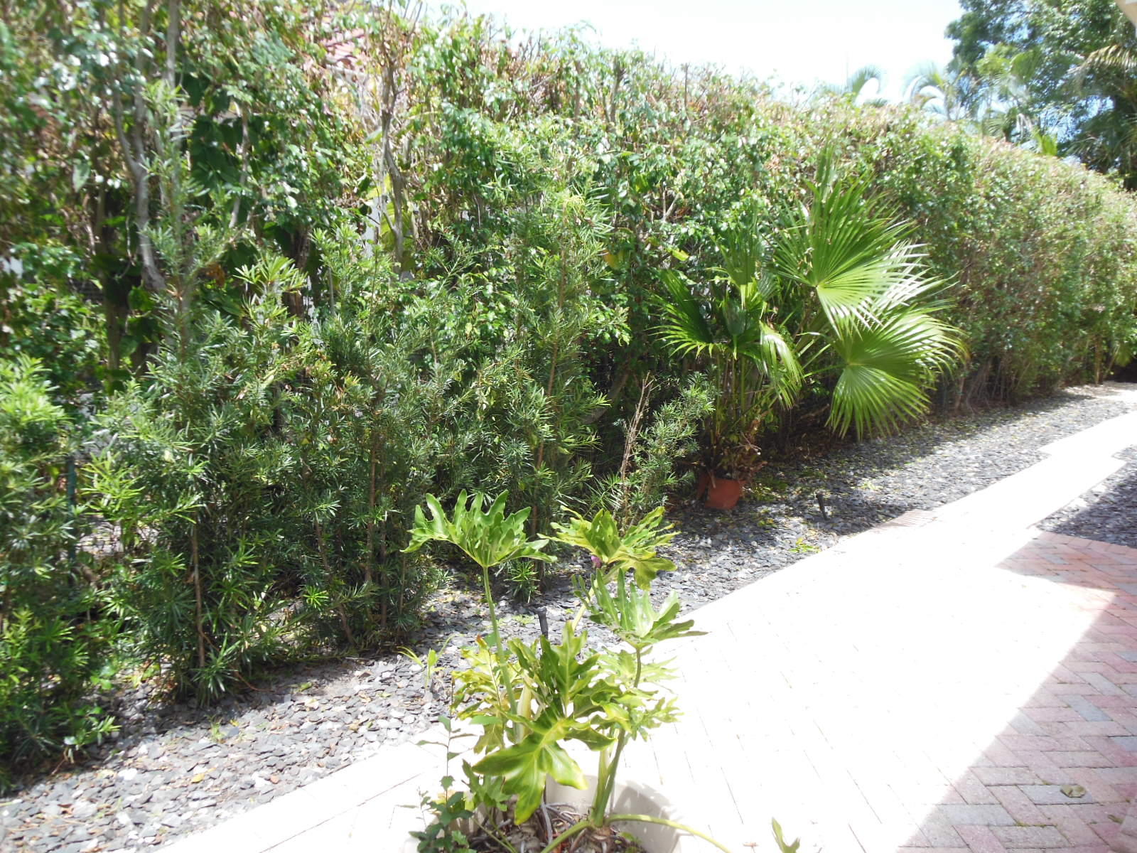 4700 Northwest 26th Avenue Boca Raton, FL 33434 - Photo 36 of 48 Lush Landscaping