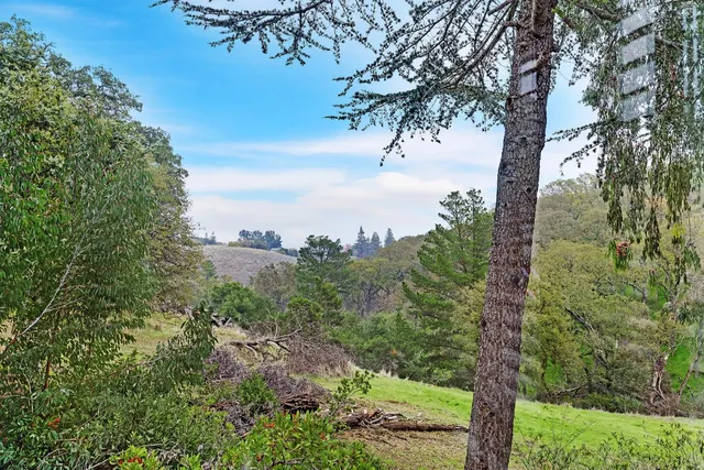 a view of a yard with a tree