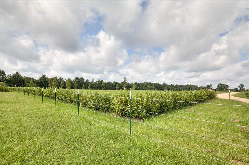 51305 Simmons Road Loranger, LA 70446 - Photo 9 of 11