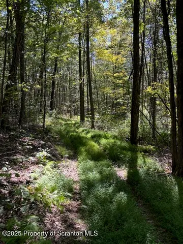 a view of a garden with trees