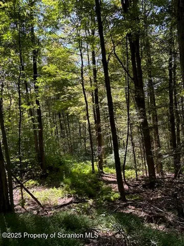 a view of a tree in a yard