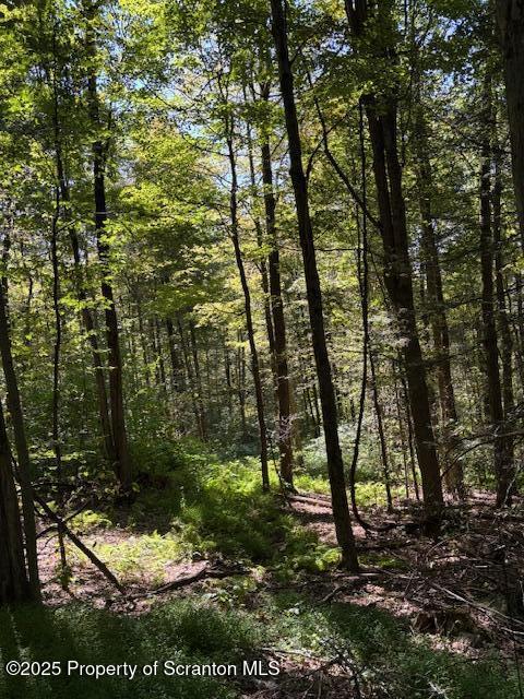 Lower Mill Dalton, PA 18414 - Photo 5 of 10 a view of a tree in a yard