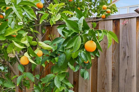 $2,506,000 | 3037 Rosato Court, San Jose, CA 95135