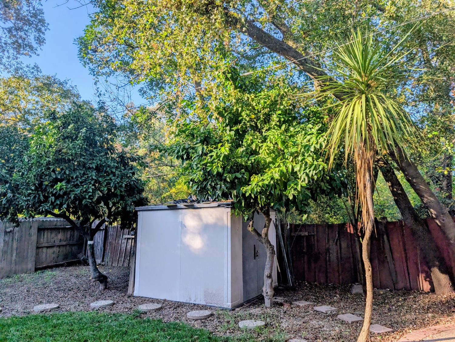 5637 Chris Ann Court Sacramento, CA 95841 - Photo 17 of 23 a view of backyard with plants and large trees