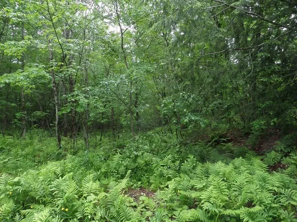 a view of a lush green forest