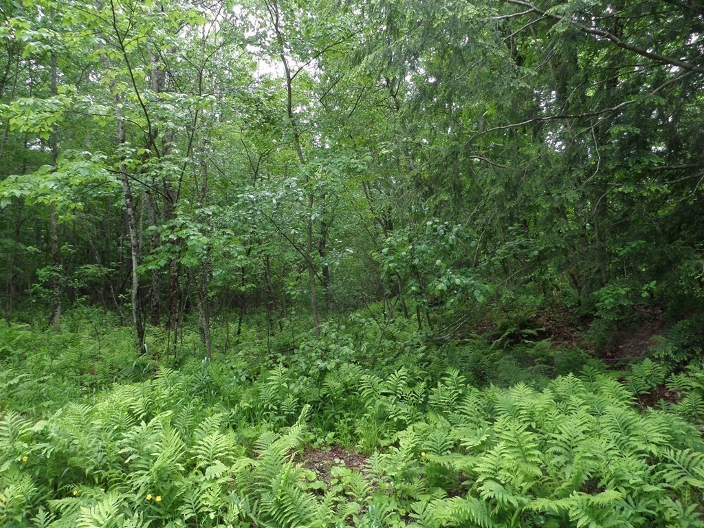 333 Ranney Corner Road Ashfield, MA 01330 - Photo 12 of 12 a view of a lush green forest
