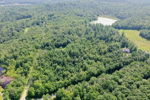 a view of a forest with a street